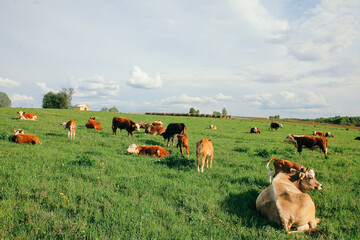 small calf and a cow graze on a green meadow in summer