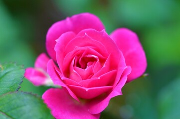 Close-up of a miniature rose.