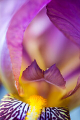 Close-up iris 3