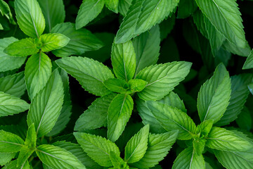 Fresh mint plant vegetable in garden