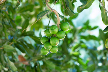 Raw of Macadamia integrifolia or Macadamia nut hanging on plant