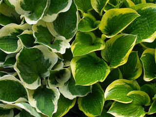 Hosta, Funkia, wiosna, deszcz