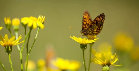 Papillon sur une fleur sauvage jaune - champ prairie nature biodiversité - insecte volant