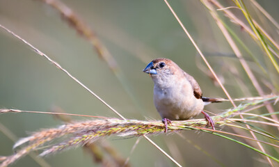 Indian silverbill perched on crops