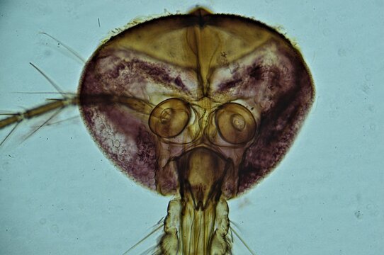 Mosquito Female Mouth under microscope