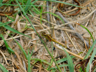 dragonfly on the grass