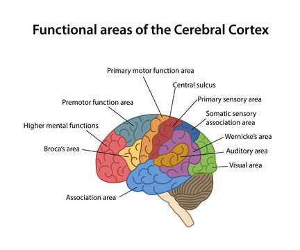 Functional areas of the Cerebral Cortex with labeled. Lateral view of cerebrum. Color diagram. Vector illustration in flat style isolated on white background.