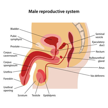 Male reproductive system with main parts labeled. Sagittal section. Medical vector illustration in flat style on white background.