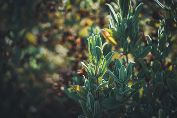 Evergreen leaves of Rock Rose shrub