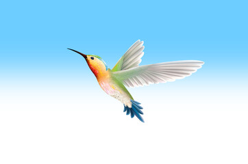 hummingbird in flight