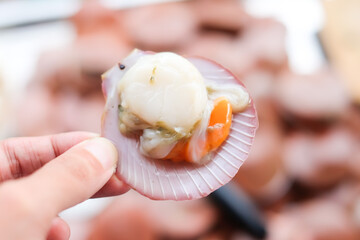 Hand holding beautiful scallop shell - seafood concept.