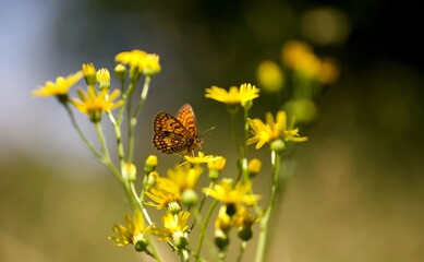 Papillon