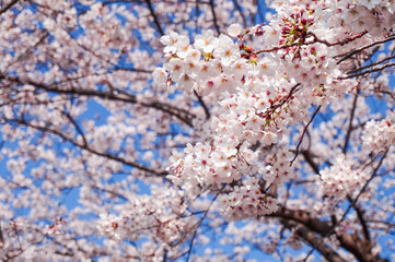 白い桜の背景画像