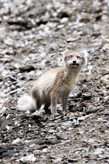A moulting Arctic fox on Svalbard in the Arctic