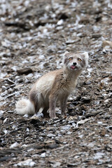 A moulting Arctic fox on Svalbard in the Arctic © Byro