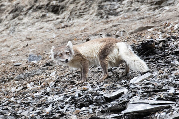 Fototapeta premium A moulting Arctic fox, on Spitsbergen in the Arctic
