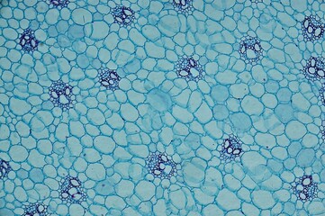 Corn ster c.s. under microscope © Daniel