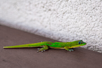 Gecko