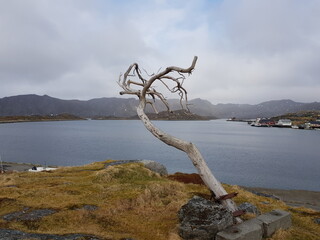 the only tree on the mageroy island in northcape municipality