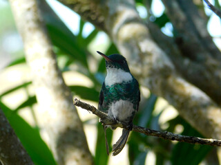 hummingbird at the branch