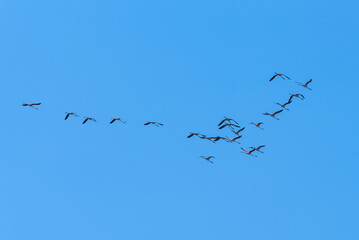 Flock of Flamingos in flight in the natural reserve of Vendicari in Sicily, Italy. Group of pink Flamingos fly against clear blue sky background.