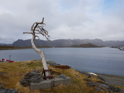 the only tree on the mageroy island in northcape municipality