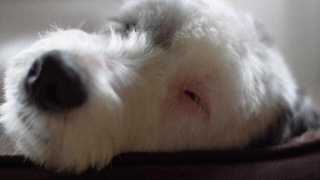 A Sheepadoodle Puppy Dog Lying Down On Their Bed And Opening And Closing His Eyes