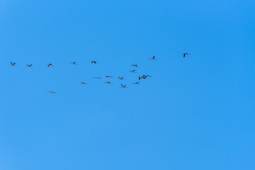 Flock of Flamingos in flight in the natural reserve of Vendicari in Sicily, Italy. Group of pink Flamingos fly against clear blue sky background.