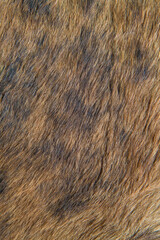 Background pattern of cow's leather carpet