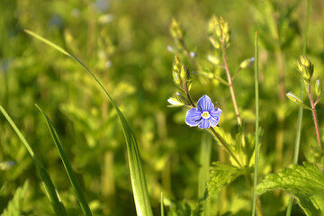 Speedwell blue violet wild flowers 