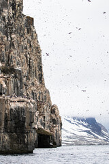 A Brunnich's Guillemot (Thick-billed murre), sea bird colony on the island of Spitsbergen in the Arctic.