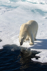 Fototapeta na wymiar Polar Bear on the sea ice north of Svalbard in the Arctic