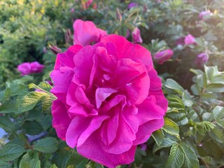 flower, pink, garden, nature, leaves, beautiful