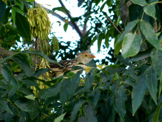 pirincho on the tree