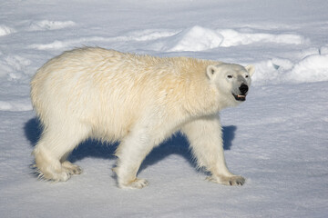 Polar Bear on the sea ice north of Svalbard in the Arctic