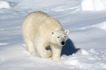 Polar Bear on the sea ice north of Svalbard in the Arctic