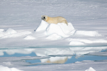 Polar Bear on the sea ice north of Svalbard in the Arctic