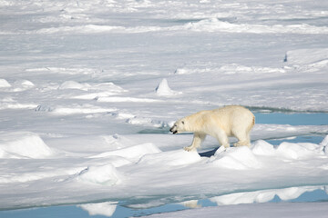 Obraz na płótnie Canvas Polar Bear on the sea ice north of Svalbard in the Arctic