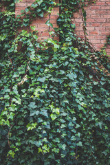 Obraz premium Green ivy plant climbing a brick wall