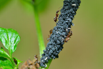 Blattläuse und Ameisen an einem Blatt