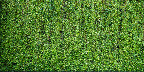 Green leaves background or the naturally walls texture Ideal for use in the design fairly