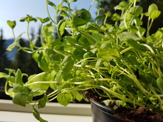 green mint plant in the garden