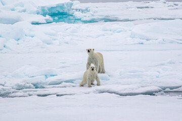 Obraz na płótnie Canvas Two polar bear cubs on the sea ice north of Svalbard in the Arctic