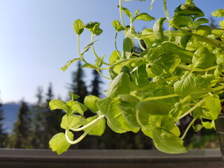 green mint plant in the garden