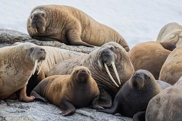 A Walrus colony in Svalbard in the Arctic