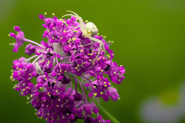 Close up Marco of Crab Flower White Spider of the Thomisidae group showing fangs and eyes