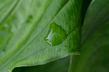 Caterpillar on a leaf