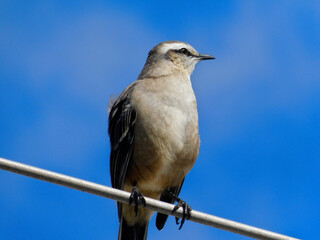 bird on a wire