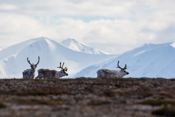 Reindeer walking on the tundra in Svalbard in the Arctic