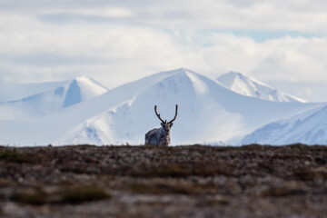 Reindeer walking on the tundra in Svalbard in the Arctic